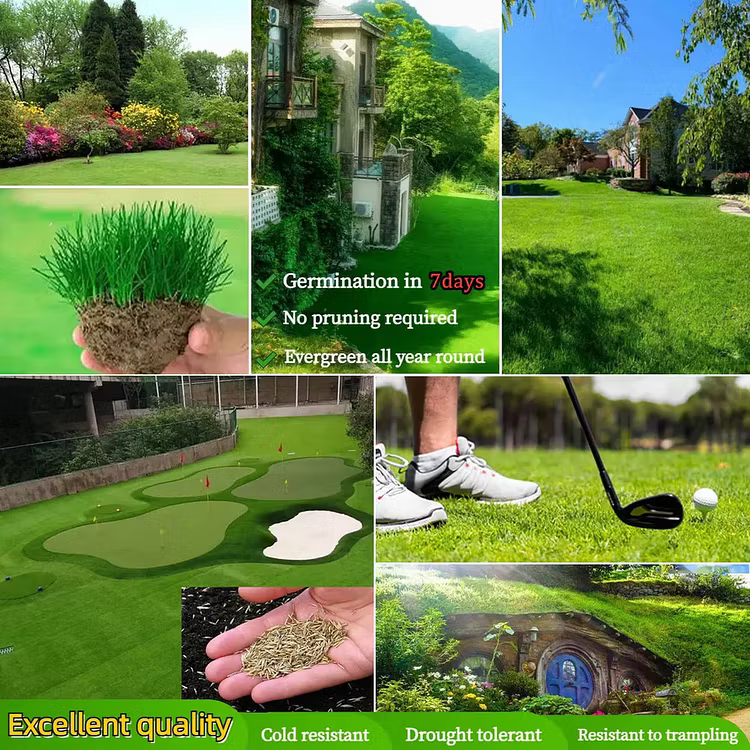🔥Last Day Promotion 49% OFF🔥🌱2026 Seedvivo Dwarf Grass Seed for Four Seasons| Durable, Vibrant Green All Year