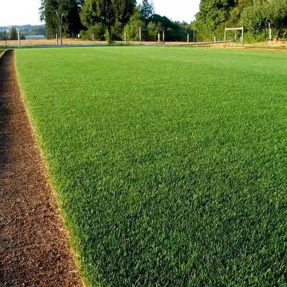 🔥Last Day Promotion 49% OFF🔥🌱2026 Seedvivo Dwarf Grass Seed for Four Seasons| Durable, Vibrant Green All Year