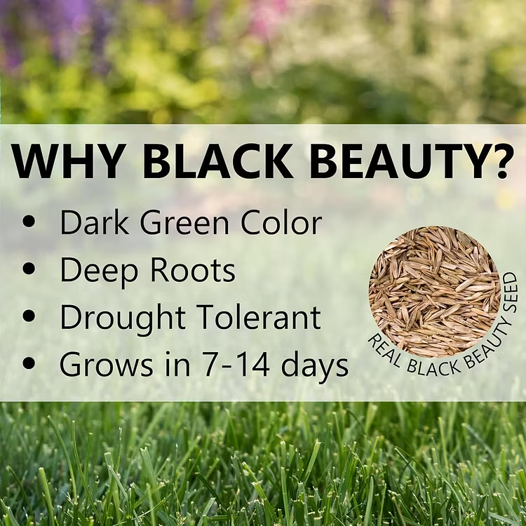 🔥Last Day Promotion 49% OFF🔥🌱2026 Seedvivo Dwarf Grass Seed for Four Seasons| Durable, Vibrant Green All Year